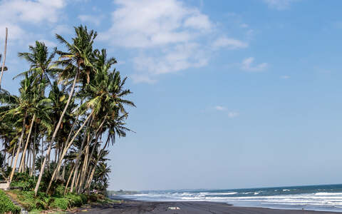 A palm-lined beach in Bali